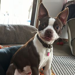 Boston Terrier puppies from Woof Pack