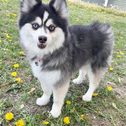 Porsche - Pomsky