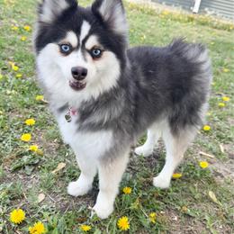 Porsche - Pomsky