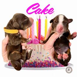 Cake - Tri-color female Bernedoodle puppy in Banner Elk, North Carolina from Walnut Tree Bernedoodles