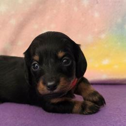 Annie - Black and tan female Dachshund puppy in Klamath Falls, Oregon from Luvindoxys4u