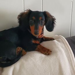 Dachshunds from Delightful Doxies
