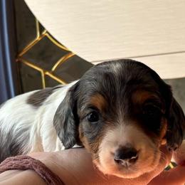 Buttercup - Dapple female Dachshund puppy in Jacksonville, North Carolina from Lizzie’s Doxies