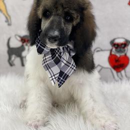 Poodle Puppies from Southern Elegance Standards