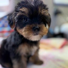 Henry - Black and gold male Morkie puppy in Florence, Kentucky from 4paws4ever by Design