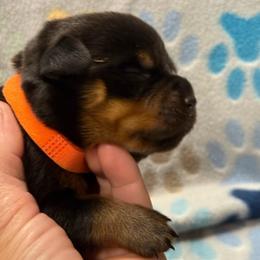 Boy 2 - Black and mahogany male Rottweiler puppy in Newfoundland, Pennsylvania from Poconopaws