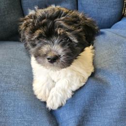 Juniper of Coast2Coast Cotons - Black and white male Coton de Tulear puppy in San Diego, California from Coast2Coast Cotons