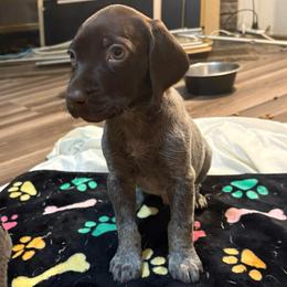 Boy 2 - Liver roan male German Shorthaired Pointer puppy in Troy, North Carolina from Uwharrie GSP