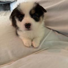 Daisy - Black and tan female Pembroke Welsh Corgi puppy in Grand Blanc, Michigan from Dellinger's Corgi's