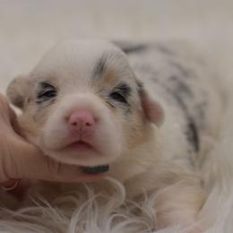 Elektra - Blue merle and white female American Corgi puppy in Lithia, Florida from Diamondcrest Inc