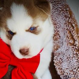 Scarlett Rose - Red and white female Siberian Husky puppy in Atlanta, Georgia from Lobban Huskies