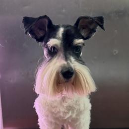 Frankie - Miniature Schnauzer