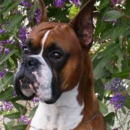 Boxers from Luton Boxers