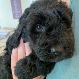 Sheepadoodle Puppies from Riley Grace Puppies