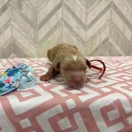 Captain - Red  male Goldendoodle puppy in Camden, North Carolina from Oopsie Doodles of NC