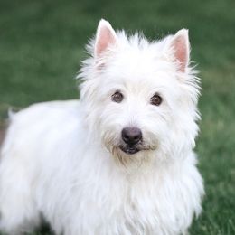 Polar - West Highland White Terrier