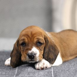 Nutmeg - Tan and white female Basset Hound puppy in Idaho from Welcome Home Bassets