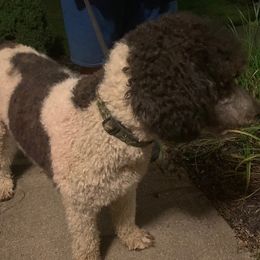 Poodle All Grown Up from Wunderlins Standard Poodles