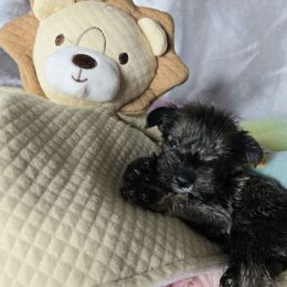 OLLIE - Miniature Schnauzer puppy from Alysha's Grandbabies