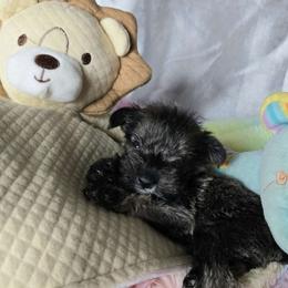 OLLIE - Miniature Schnauzer puppy from Alysha's Grandbabies