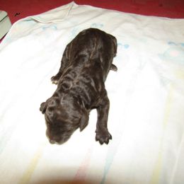 Goldendoodle and Poodle Puppies from David & Patricia Elliott