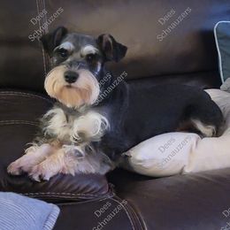 CREED - Miniature Schnauzer