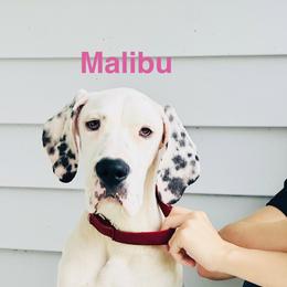 Malibu - Black and white female Great Dane puppy in Gonzales, Louisiana from Anstatt House Of Danes