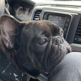 French Bulldog Puppies from Fancy Face Frenchies