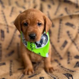 Witchita - Yellow male Labrador Retriever puppy in Puyallup, Washington from 12 Door Farm Labradors