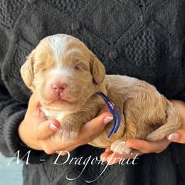Dragonfruit - Red male Australian Labradoodle puppy in Morgan Hill, California from Loving Labradoodles