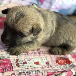 Romeo - Wheaten brindle male Cairn Terrier puppy in Lipan, Texas from Flyin G Cairns