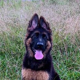 German Shepherd Puppies from Goldkuste German Shepherds