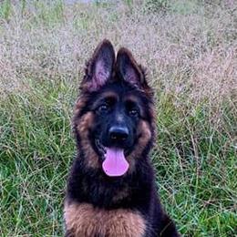 German Shepherd Puppies from Goldkuste German Shepherds