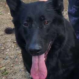 Gemi - German Shepherd