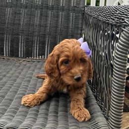 Gala - Red  female Goldendoodle puppy in Mint Hill, North Carolina from DoodleForever