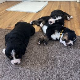 Bernese Mountain Dog Puppies from Bastian Mountain Dogs