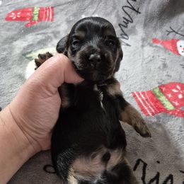 Nick - Black and tan male Dachshund puppy in Aiken, South Carolina from Paragon Puppies