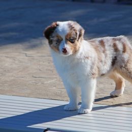 Miniature American Shepherd Puppies from Cadallie Miniature American Shepherds