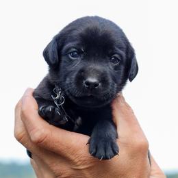 Black Boy - Black male Labrador Retriever puppy in Linville, Virginia from Virginia Labradors