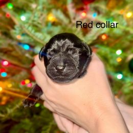 Boy 6 - Black male Labrador Retriever puppy in Brooksville, Florida from Lonestar Labradors C&E