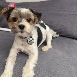 Benji - Yorkshire Terrier