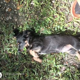 Dachshund Puppies from Miami piebald Dapple Dachshunds