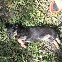 Dachshund Puppies from Miami piebald Dapple Dachshunds