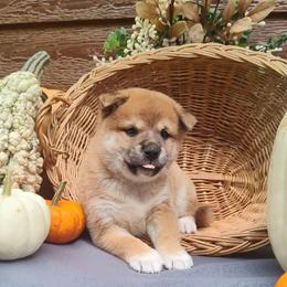 Caden - Red male Shiba Inu puppy in Clayton, Illinois from Adorable-Puppies