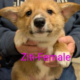 Ziti - Red female Pembroke Welsh Corgi puppy in Berkeley Springs, West Virginia from Hummingbird Farm