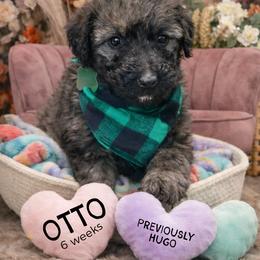 Hugo - Wheaten male Whoodle puppy in Knoxville, Tennessee from Fleury Farm Doodles TN