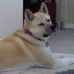 Akita from DeMeo Akitas