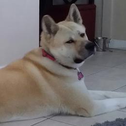 Akita from DeMeo Akitas