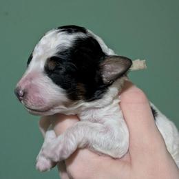 Mei - Parti female Poodle puppy in Salem Township, Maine from Moirae Poodles