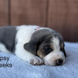 Gypsy AKC - Blue tan and white female Beagle puppy in Rogersville, Missouri from Hales Little Beagle Haven